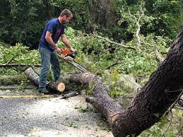 Professional Tree Services in Comanche, TX